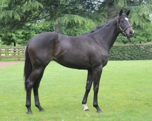 ITS SHOWTIME - Two Year Old Filly